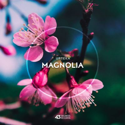 Upteka – Magnolia