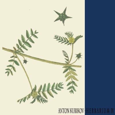 Anton Kubikov – Herbarium Part Four